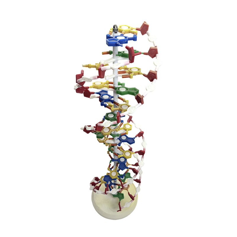 Múnla DNA, samhail DNA helix dúbailte, samhail liachta héilics dúbailte dath DNA