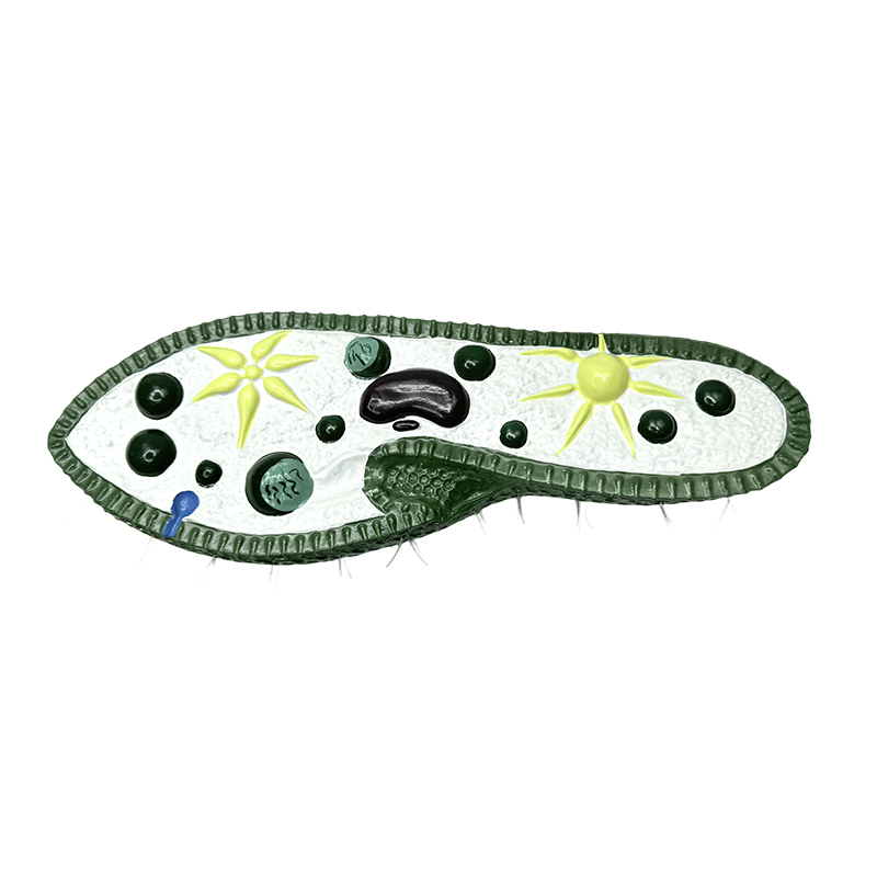 Bitheolaíocht samhail ionstraim teagaisc, samhail paramecium....