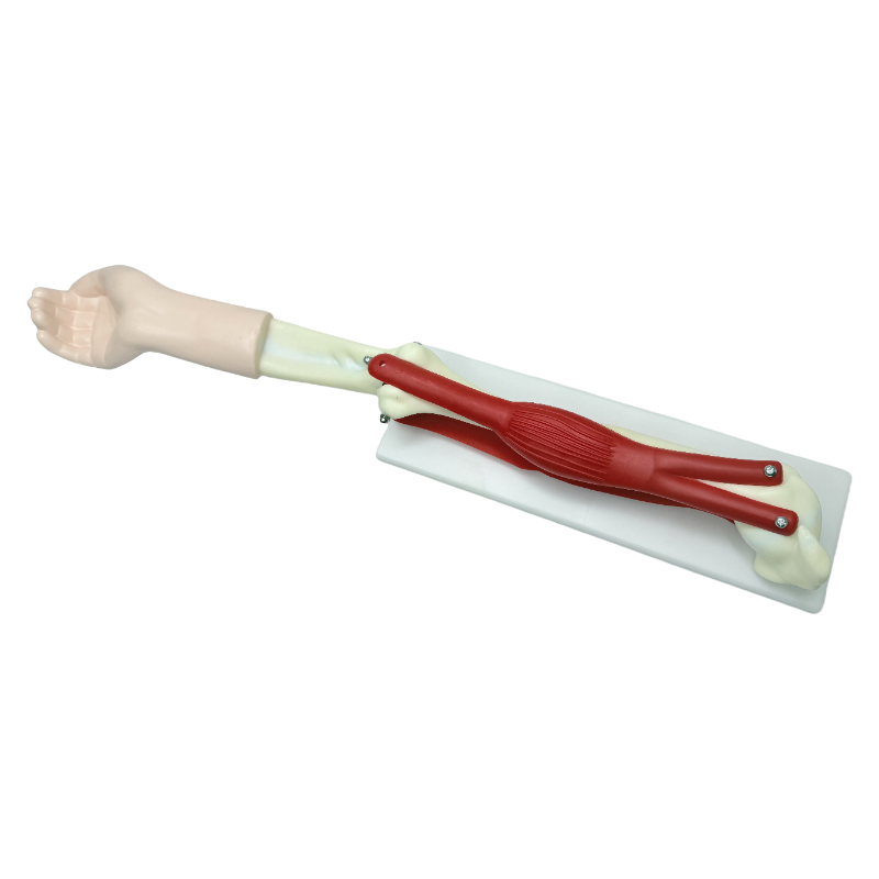 Múnla bitheolaíoch samhail comhpháirteach daonna trealamh oideachais múnla bogadh comhpháirteach elbow