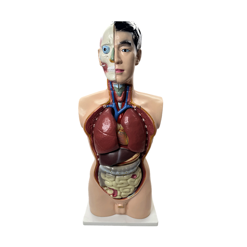 Múnla anatamaíochta leighis Múnla torso fireann 85cm