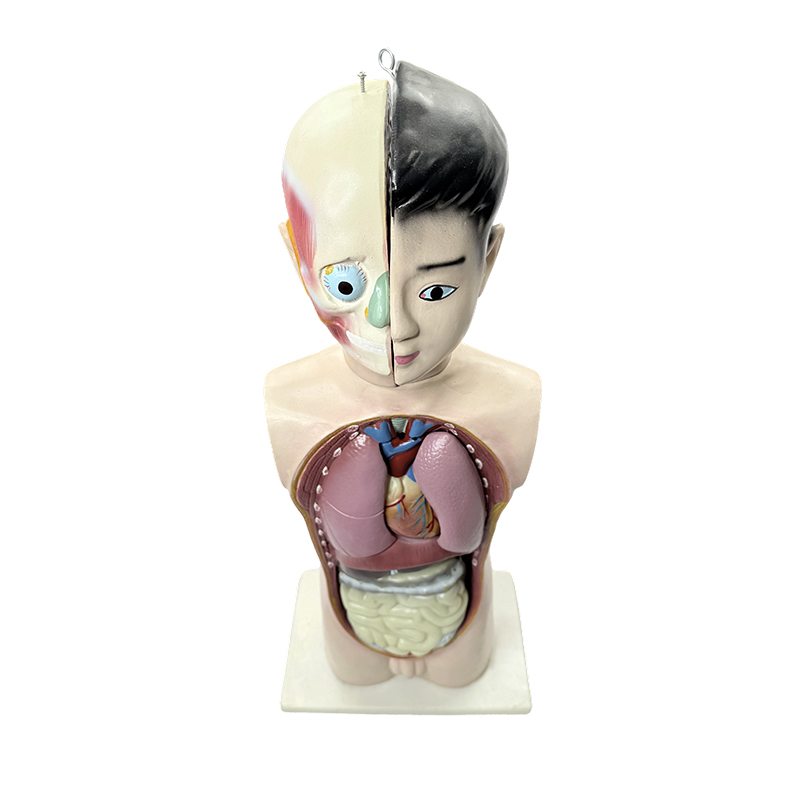 Múnla torso leathchorp ógánach daonna 65cm samhail torso anatamaiceach bitheolaíochta leighis