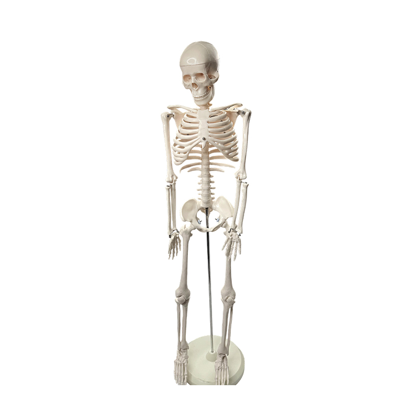 Múnla cnámharlaigh daonna 85cm