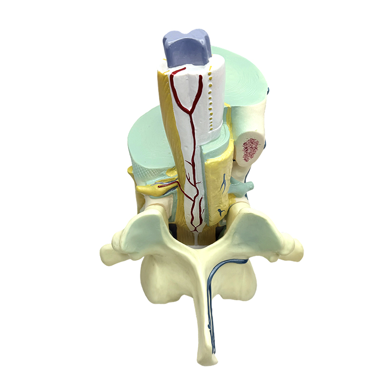 Samhail teagaisc bithleighis samhlacha spinal agus veirteabracha páirteach