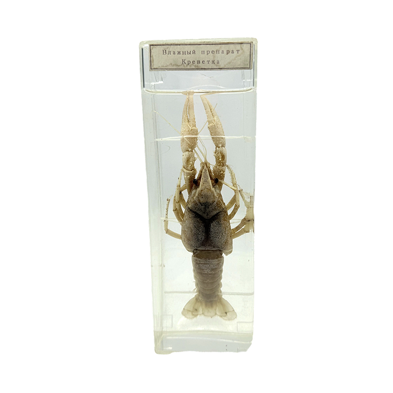 Shrimp eiseamal sáithithe scoil rang turgnamhach foghlama uirlis teagaisc