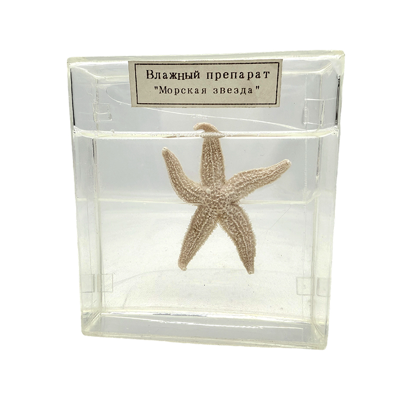 Eiseamal bitheolaíoch réalta farraige