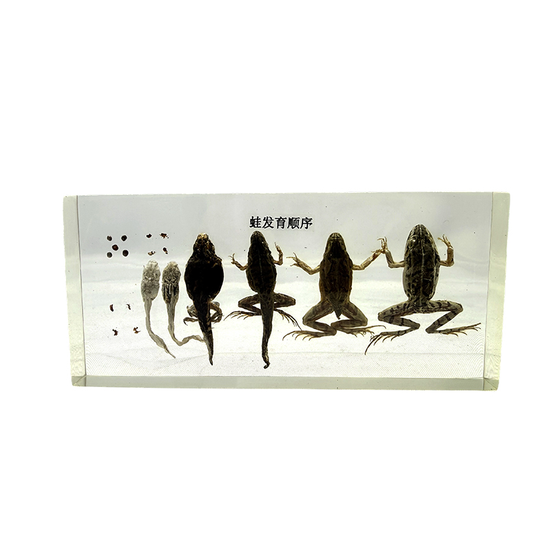 Eiseamal forbraíochta frog, anatamaíocht ainmhithe, eiseamal bitheolaíoch