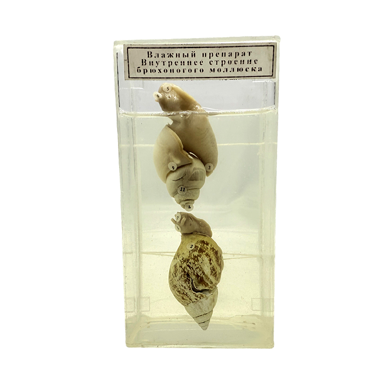 Samplaí conch le húsáid na scoile