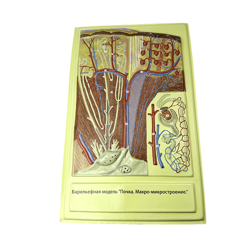 Múnla faoisimh den villus intestinal