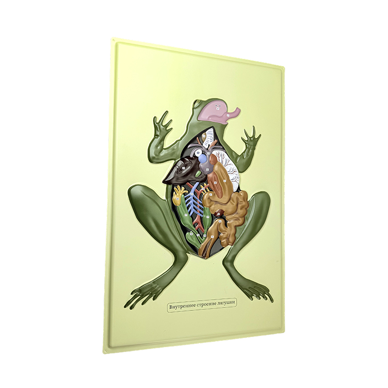 Múnla faoisimh de frog anat